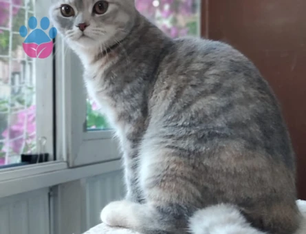 🐾 British Shorthair Pera için Eş Aranıyor 🐾