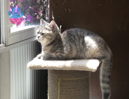 🐾 British Shorthair Pera için Eş Aranıyor 🐾