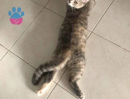 🐾 British Shorthair Pera için Eş Aranıyor 🐾