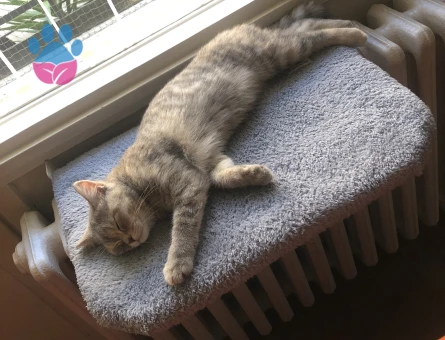 🐾 British Shorthair Pera için Eş Aranıyor 🐾