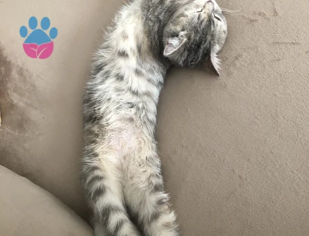 🐾 British Shorthair Pera için Eş Aranıyor 🐾