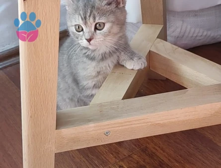 🐾 British Shorthair Pera için Eş Aranıyor 🐾