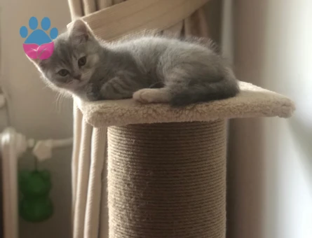 🐾 British Shorthair Pera için Eş Aranıyor 🐾