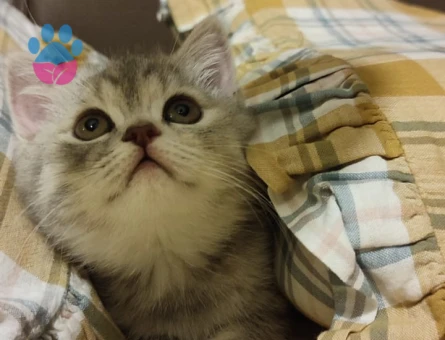 🐾 British Shorthair Pera için Eş Aranıyor 🐾