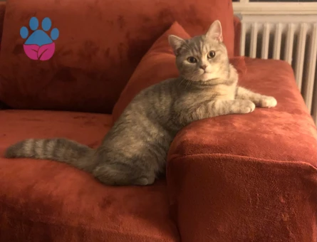 🐾 British Shorthair Pera için Eş Aranıyor 🐾