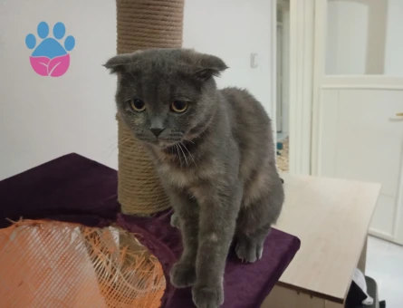 1 yaşında dişi scotish fold