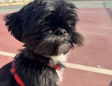Shih Tzu Köpeğim Gece Eş Arıyor - 118979099