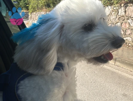 Maltese Terrier Oğluma Eş Arıyorum - 118984795