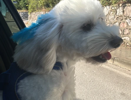 Maltese Terrier Oğluma Eş Arıyorum - 118984795