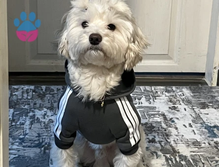 Maltese Terrier Oğluma Eş Arıyorum