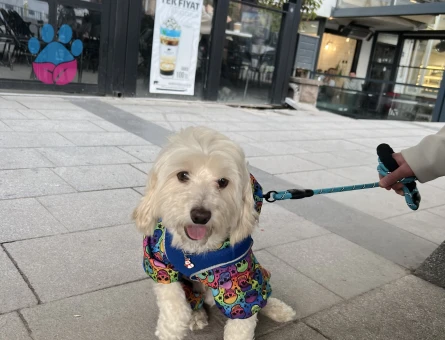 Maltese Terrier Oğluma Eş Arıyorum