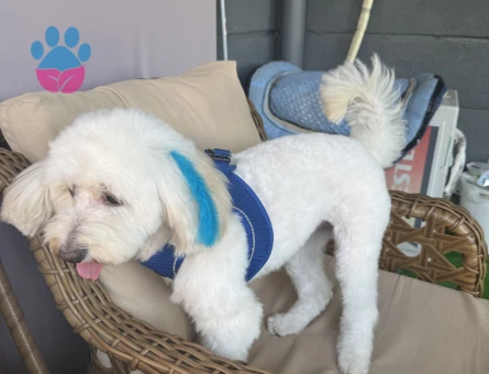 Maltese Terrier Oğluma Eş Arıyorum