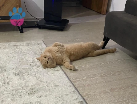 Scottish Straight Oğlumuza Dişi Eş Arıyoruz