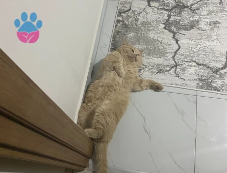 Scottish Straight Oğlumuza Dişi Eş Arıyoruz