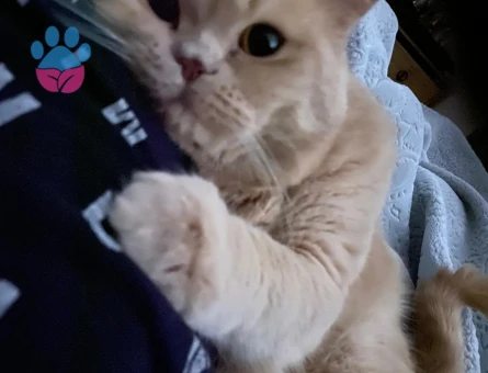 Scottish Straight Oğlumuza Dişi Eş Arıyoruz