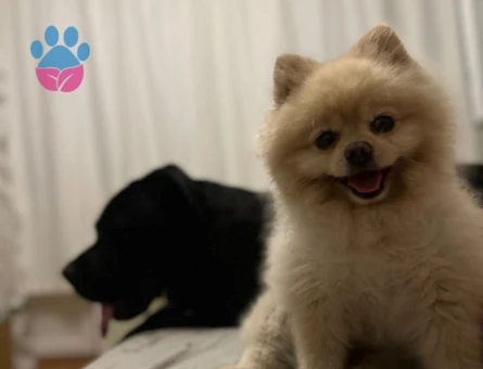 Uygun kızgın Dişi araniyor