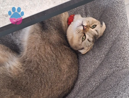 Scootish fold kızıma eş arıyorum