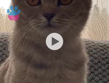 Eş arıyorum çiftleştirmek için