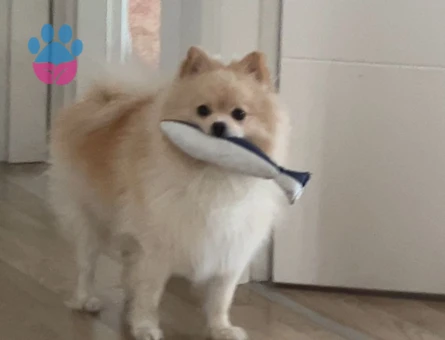 DİŞİ EŞ ARIYORUM