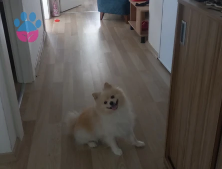 DİŞİ EŞ ARIYORUM