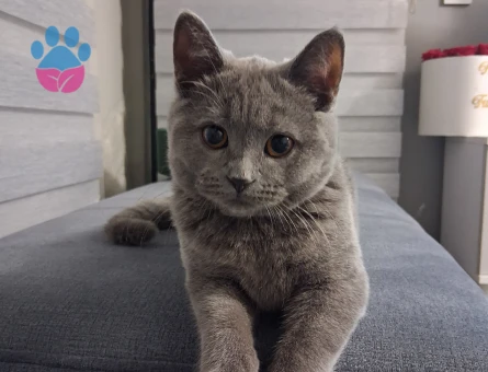 British shorthair kedime çifteşebileceği dişi kedi arıyoruz - 118985052