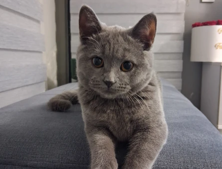British shorthair kedime çifteşebileceği dişi kedi arıyoruz - 118985052