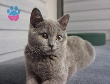 British shorthair kedime çifteşebileceği dişi kedi arıyoruz - Görsel 3