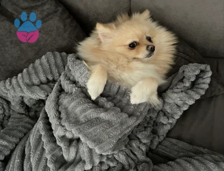 Pomerian boo 10 aylık Yuva Arıyor - Görsel 3