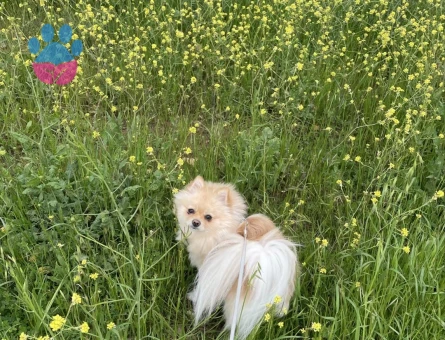 Pomerian boo 10 aylık Yuva Arıyor - Görsel 5