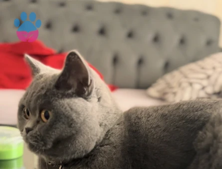 British Longhair Dişi kedime eş arıyorum - 118985054