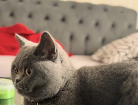 British Longhair Dişi kedime eş arıyorum - 118985054