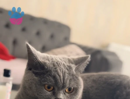 British Longhair Dişi kedime eş arıyorum - Görsel 3