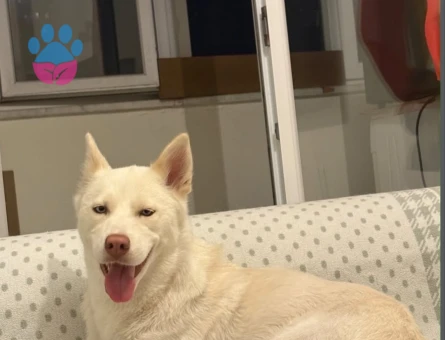 Husky Kızım Dişi Kızgınlıkta - 118985056
