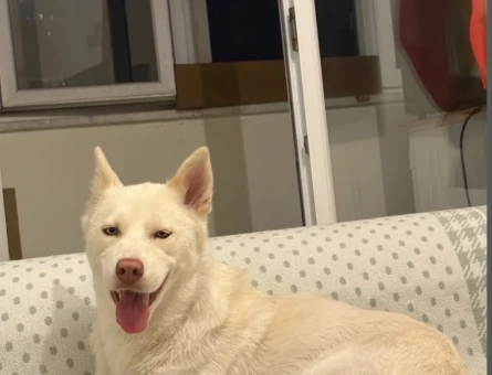 Husky Kızım Dişi Kızgınlıkta - 118985056