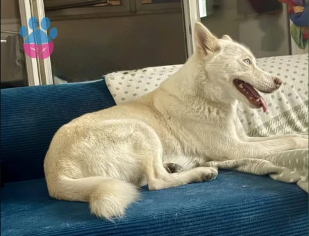 Husky Kızım Dişi Kızgınlıkta - Görsel 4