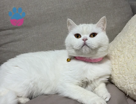 British Shorthair Kızımıza eş arıyoruz - 118985058