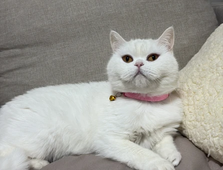 British Shorthair Kızımıza eş arıyoruz - 118985058
