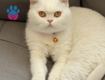 British Shorthair Kızımıza eş arıyoruz - Görsel 4