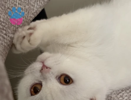 British Shorthair Kızımıza eş arıyoruz - Görsel 3