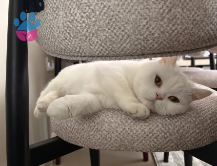 British Shorthair Kızımıza eş arıyoruz - Görsel 5