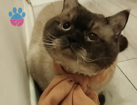 British Shorthair Oğluşuma eş arıyorum - 118985059