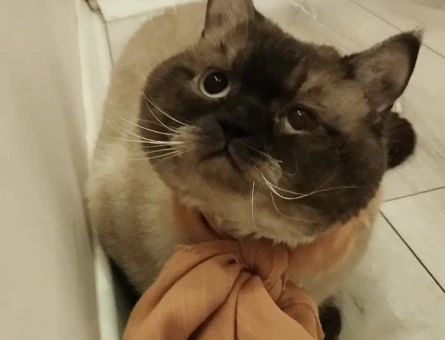 British Shorthair Oğluşuma eş arıyorum - 118985059
