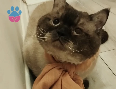 British Shorthair Oğluşuma eş arıyorum - Görsel 3
