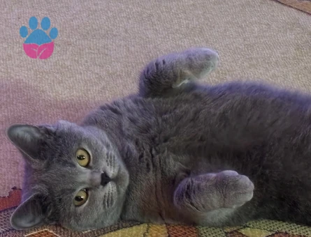 teslime kızıma bir eş...