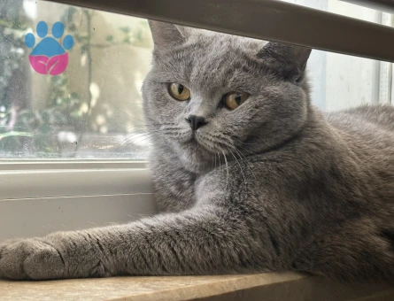 teslime kızıma bir eş...