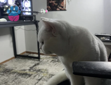 Erkek British Shortair