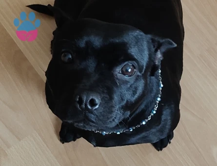 Zilli ye eş arıyoruz