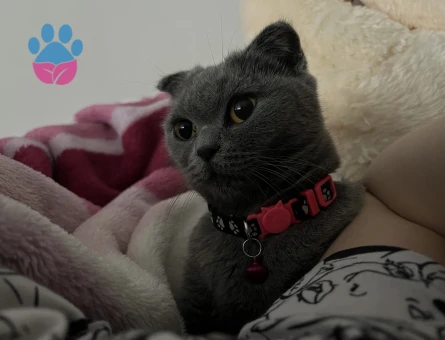 Kızıma damat arıyorum