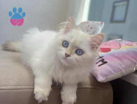 British longhair dişi kedim için cins kedi arıyorum