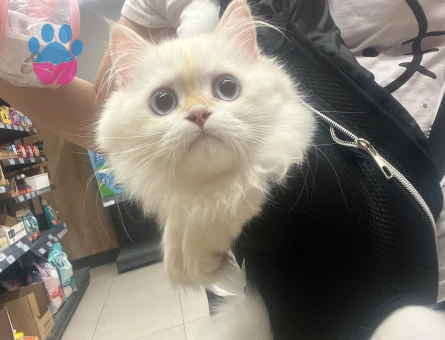 British longhair dişi kedim için cins kedi arıyorum